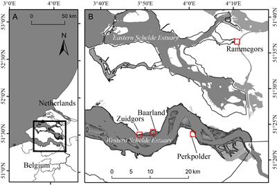 Drainage-Improved Sediment Strength Enhances Saltmarsh Seedling Establishment Chance